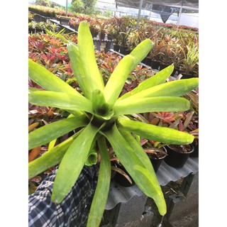 คอมแพคต้า # สับปะรดสี#bromeliad# ต้นไม้สวยงาม# ไม้ประดับ# ตกแต่งบ้าน#bromeliad# ไม้ประดับ# ไม้มงคล# ขายถูก