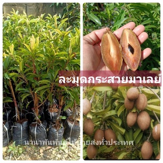 🪴#ต้นละมุดกระสวยมาเลย์  ละมุดผลใหญ่ลูกยาวก้นแหลม หวานกรอบอร่อย ต้นทาบสวย ๆคะ