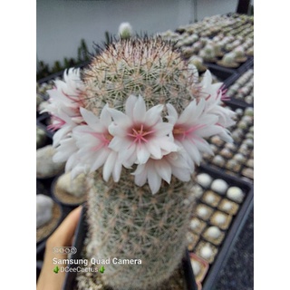 ไม้เมล็ด mammillaria albicans fraileana 2.5- 3 ซม.