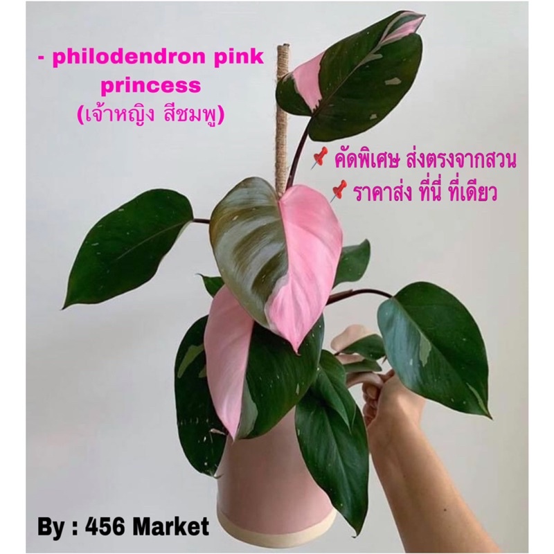 พิ้งค์ปริ๊นเซส มาเบิ้ล ชุดคัดลาย philodendron pink princess marble (เจ้าหญิง สีชมพู)