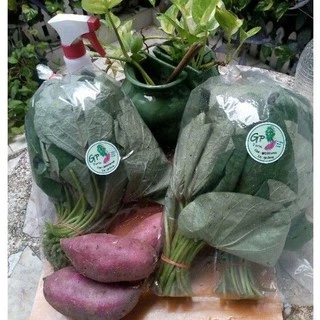 ใบมันหวานญี่ปุ่น​ ผักอินทรีย์ ปลอดสารพิษ(ผัดไฟแดงอร่อยมาก) Sweet Potato Leaves