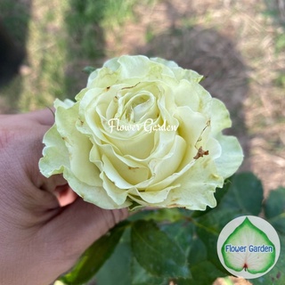 Flower Garden F536 กุหลาบ Wasabi (วาซาบิ)  กุหลาบเขียว กุหลาบพุ่ม กุหลาบตัดดอก แบบถุง/กระถาง