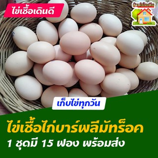 ไข่เชื้อไก่บาร์พลีมัทร็อค สำหรับการฟัก 15 ฟอง