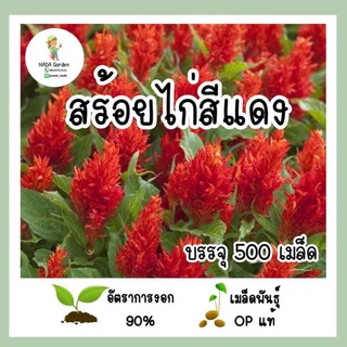 ขายดี สวนครัว/เมล็ดพันธุ์ สร้อยไก่สีแดง 500 เมล็ด ปริมาณสุดคุ้ม!!! เมล็ดพันธุ์OPแท้/อินทรีย์ /เมล็ด ซอง งอก การ OA6R