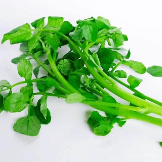 Biji Bernih Selada Air (100เม็ด)/ตะวันตกผัก/Watercress Seedsหมวก/เสื้อ/ผักชี/มะละกอ/กางเกง/แอปเปิ้ล/ดอกไม้/สร้อยข้อมือ/ก