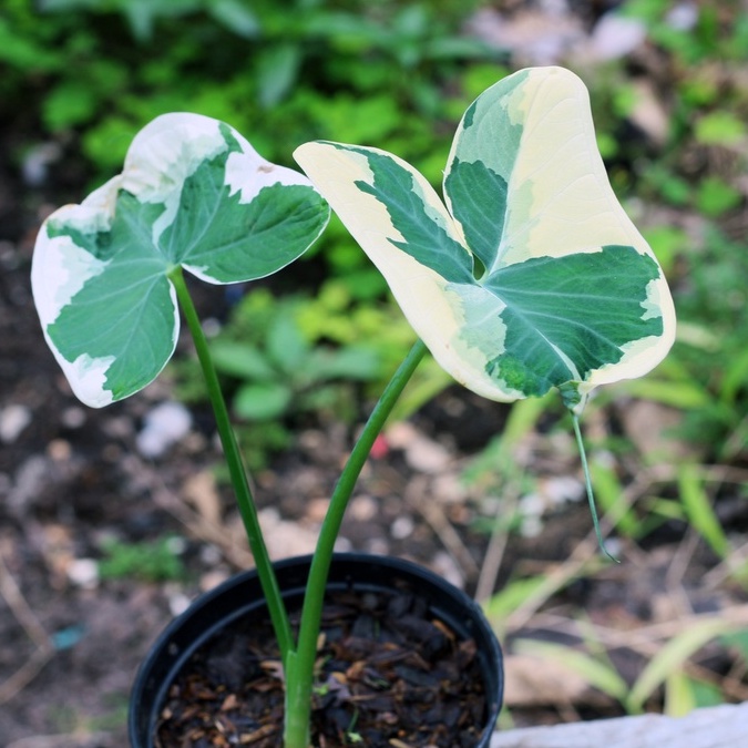 ต้นถุงเงินถุงทอง เลือกต้นได้ ส่งทั้งกระถาง (Mickey Mouse Plant)