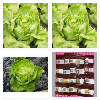 เมล็ดพันธุ์ ผักสลัด ไวท์บอสตัน (White Boston Lettuce Seed) บรรจุ 50 เมล็ด