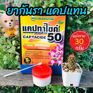 ยากันเชื้อรา cactus ยากันราแคปแทน (Captan - Captacide 50) ราในกระบองเพชร ไม้อวบน้ำ แคคตัส ยาเพาะเมล็ด 30 g