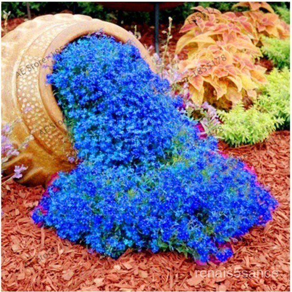 FastDirect Garden-100pcs/bag Creeping Thyme Seeds or Blue Rock Cress Seeds Perennial Ground cover flower Natural growth for home garden 