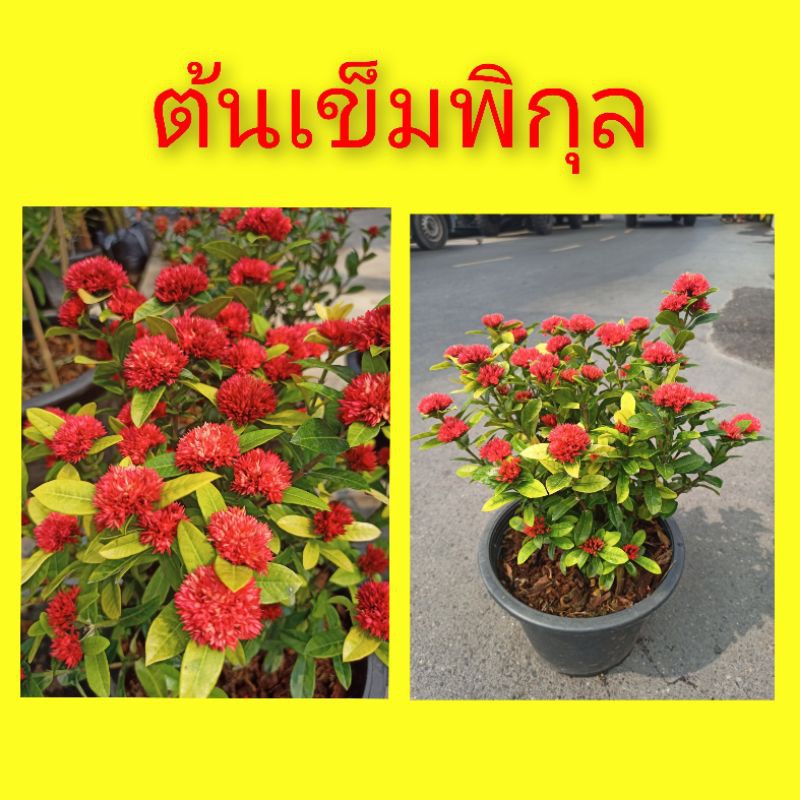 ต้นเข็มพิกุล #เข็มพิกุล ดอกเข็ม⛔️ทักแชทก่อนการสั่งซื้อ