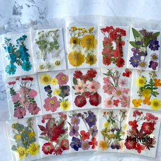 [พร้อมส่ง]Setดอกไม้จริงทับแห้ง Pressed Flowers💐