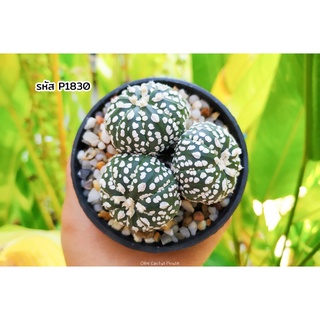 ฟอร์มกอ 3หัว แอสโตรไฟตัม ซุปเปอร์วี (Astrophytum asterias Superkabuto V type) แคคตัส