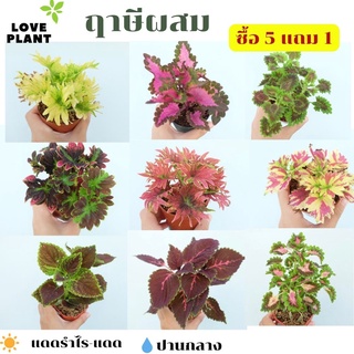 ฤาษีผสม ต้นฤาษีผสม ฤษีผสม coleus ซื้อ 5 ฟรี  1 ต้นไม้มงคล ไม้มงคล ฟอกอากาศ