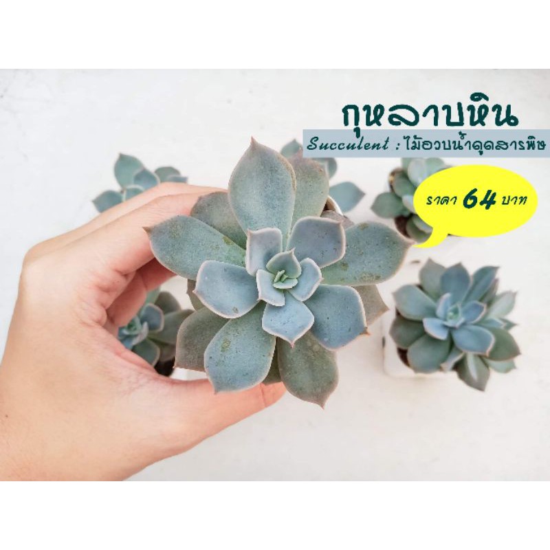 ไม้อวบน้ำ กุหลาบหิน ราคาน่ารัก 64 บาท