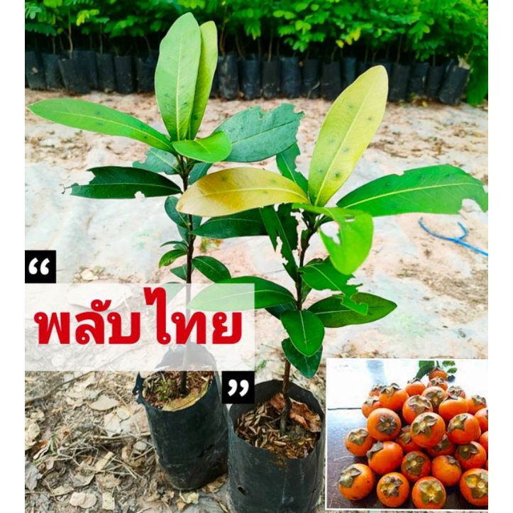 #พลับไทย #พลับป่า #ผลไม้โบราณ #ต้นกล้าไม้ผล #พร้อมปลูก