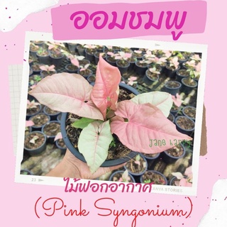 ออมชมพู (Pink Syngonium) ส่งพร้อมกระถาง 5"