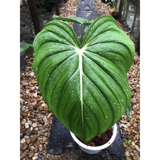 Philodendron  Dean McDowel