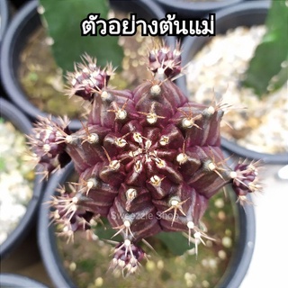 *ซื้อ 1 แถม 1* กระบองเพชร (Cactus) ไม้กราฟ ยิมโนด่าง โคลน ไนท์คราวน์ (Night Crown) กราฟตอ 3 เหลี่ยม (รูปแรกตัวอย่างต้นแม