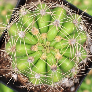 🔥🌵ดาวล้อมเดือน แคคตัส (อิชินอปซิส)🌵เลี้ยงง่าย ทนโรค โตไว 🌸แตกหน่อเก่ง ☀️#Echinopsis Calochlora🌸☀️💕