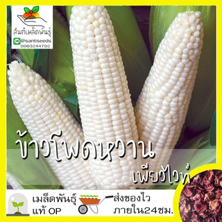 เมล็ดพันธุ์ ข้าวโพดฮอกไกโด เพียวไวท์  เมล็ด Pure White Sweet CornF1 seed เมล็ดพันธุ์แท้50 เมล็ด (ไม่ใช่พืชที่มีชีวิต)