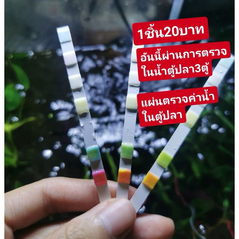 🌈แผ่นตรวจค่าน้ำ​🐟 ในตู้ปลา​ ตู้กุ้ง​ น้องปลาสามารถอยู่ได้ไหม3ชิ้นแถม1