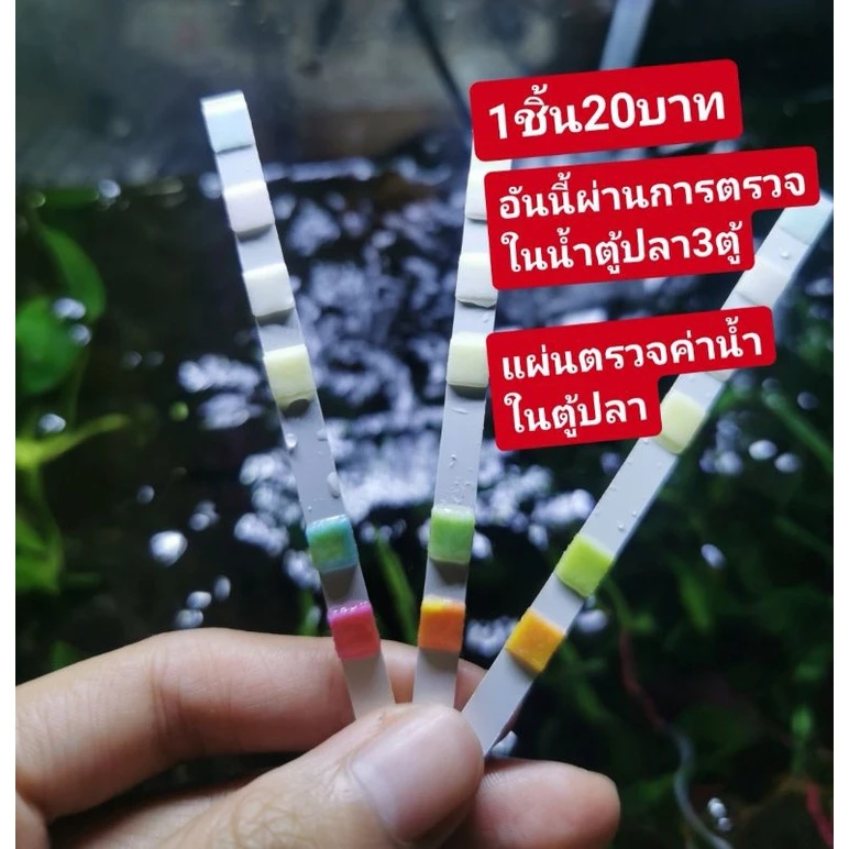 🌈แผ่นตรวจค่าน้ำ🐟 ในตู้ปลา ตู้กุ้ง น้องปลาสามารถอยู่ได้ไหม3ชิ้นแถม1