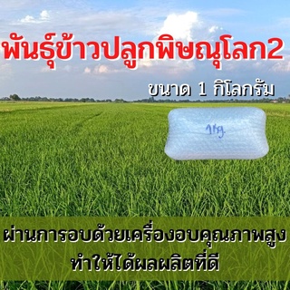 พันธุ์ข้าวปลูกพิษณุโลก 2 เมล็ดพันธุ์ ข้าวปลูกพิษณุโลก 2 เมล็ดพันธุ์ข้าว พันธุ์ข้าวพิษณุโลก 2 ให้ผลผลิตดี (1 กิโล)