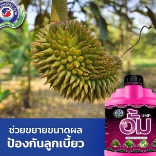 อั้ม (Ump) ขนาด1 กิโล