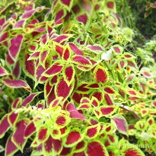 20pcs/Bag Coleus benih Bonsai Flower Leaf Plants Rainbow Dragon Plant Garden