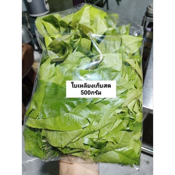 ซื้อ ใบเหลียง ผักเหลียงสด ใบเหลียงสด 🌱ใบเหลียงสดออแกนิก🌱 ผักปลอดสารพิษ100% ใบเหลียงสด ใบเหรียง ใบเขลียง 500 กรัม