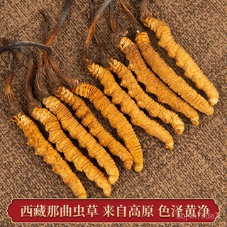 ทิเบต Nagqu Cordyceps ของแห้งสามารถบรรจุในกล่องของขวัญ Cordyceps หลายขนาด YQDF