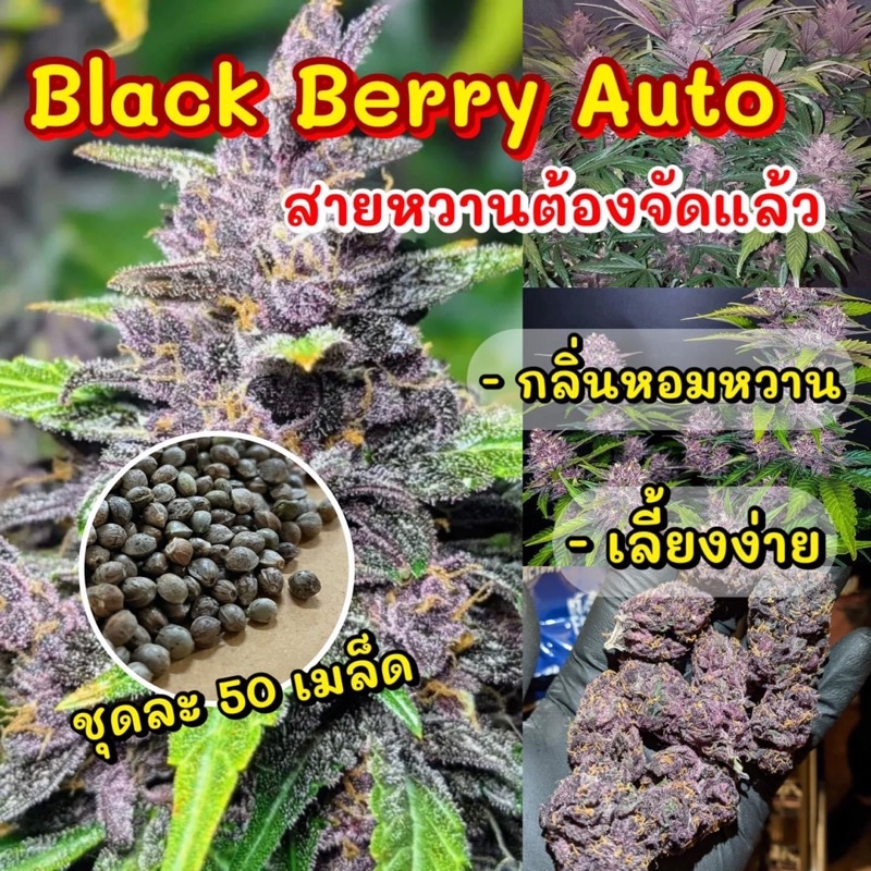 (คัดเมีย) เมล็ดกัญชา Black Berry Auto เมล็ด นำเข้า ของแท้ พร้อมปลูก มีวิธีการเพาะให้ฟรี ของแท้ พร้อมจัดส่ง