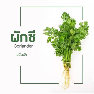 เมล็ดพันธุ์ ผักชีสนั่นฟ้า 100กรัม