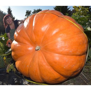 เมล็ดพันธุ์ ฟักทองยักษ์ Atlantic Giant Pumpkin บรรจุ 3 เมล็ด