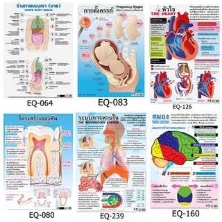 โปสเตอร์ ร่างกาย ภาพสื่อต่างๆ กระดาษหุ้มพลาสติก สื่อความรู้