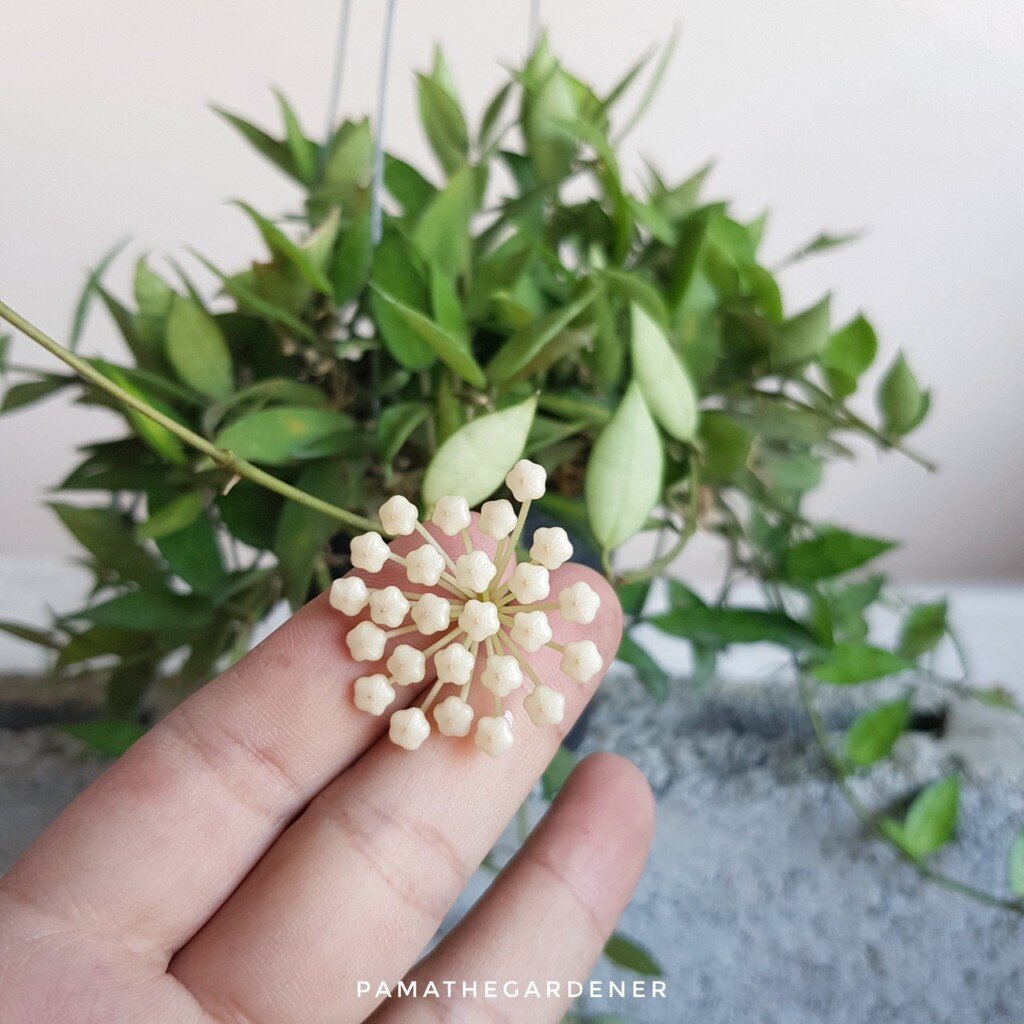 มุมมอง 3