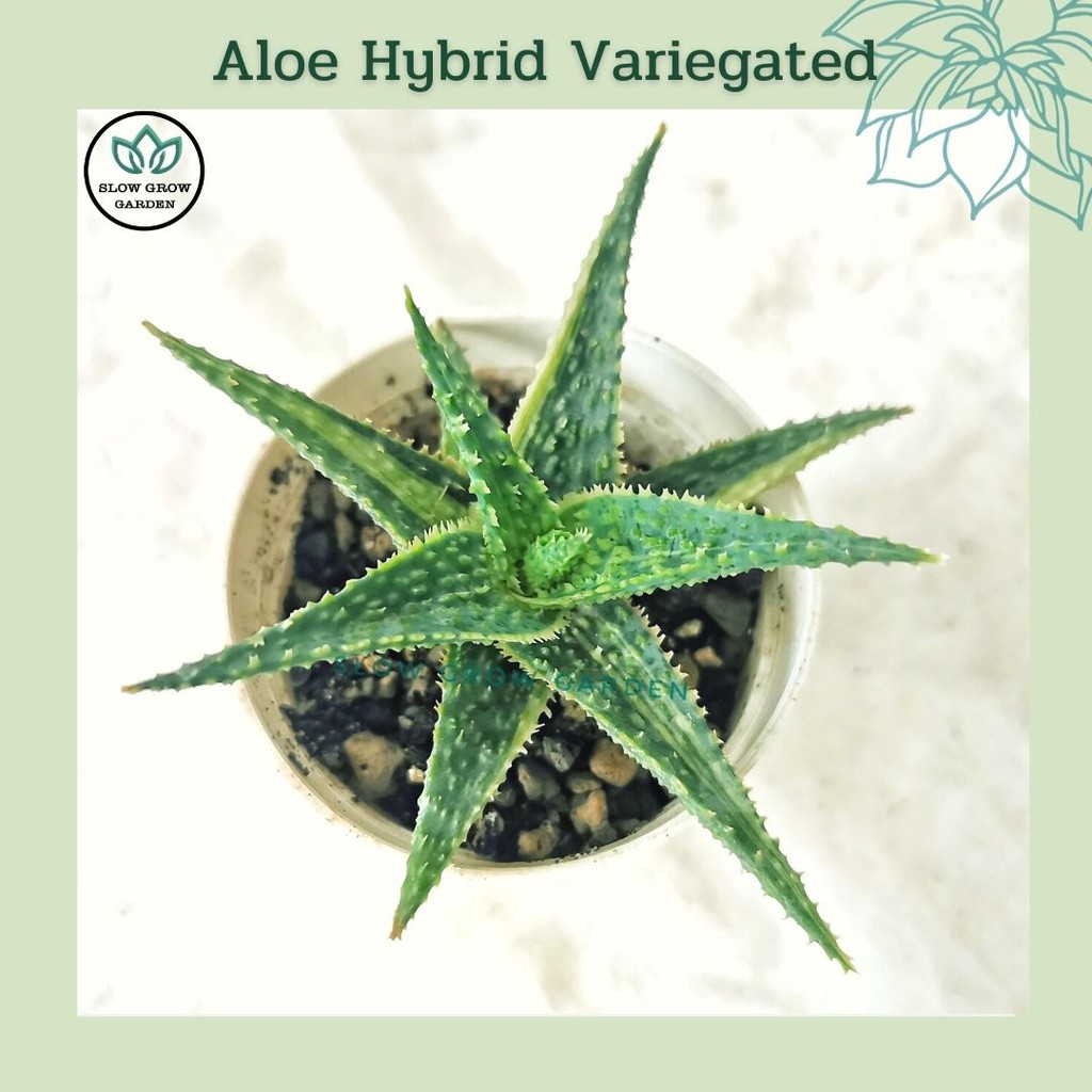 ว่านหางจระเข้ด่าง Aloe Hybrid- ไม้อวบน้ำตระกูลอโลว่านหางจระเข้ลูกผสม กระถางขนาด 2-3 นิ้ว ไม้ประดับบนโต๊ะทำงานในบ้าน