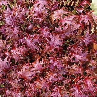 เคลแดงเคเอ็กซ์-1 - KX-1 Kale อัตราการงอกสูง มีบริการเก็บเงินปลายทาง