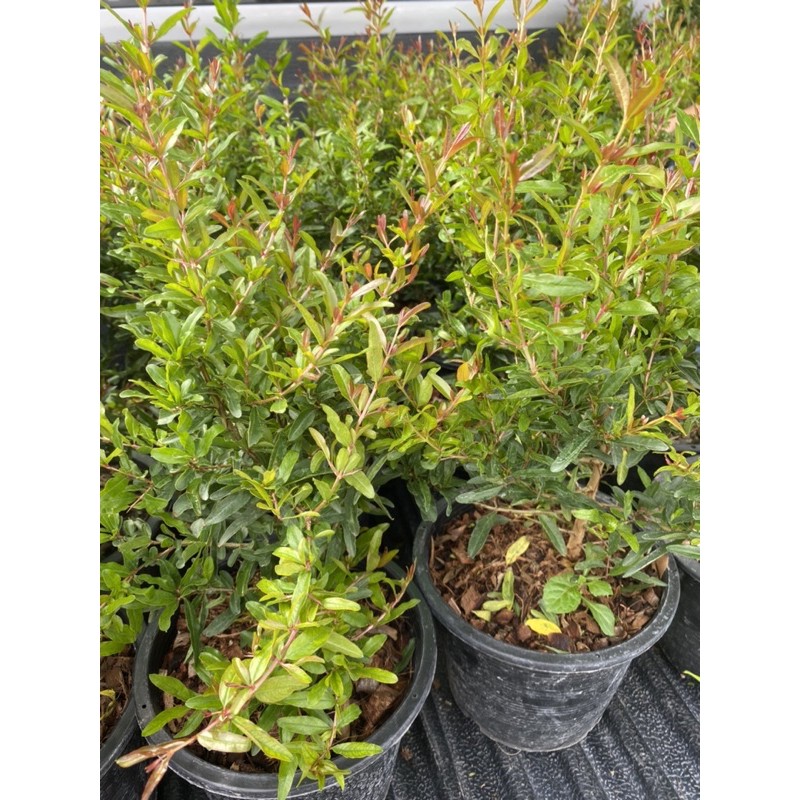 ต้นทับทิมไต้หวัน พร้อมปลูกขนาด20-30cm กระถาง8นิ้วสายพันธุ์เเท้ยอดจะแดง - รูปที่ 3