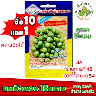 (ซื้อ10แถม1) เมล็ดพันธุ์ มะเขือพวง ไร้หนาม Plate Brush Egg Plant ประมาณ 80เมล็ด 3A สามเอ ผักสวนครัว เมล็ดพันธุ์พืช