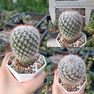 แมมบอมไบเซียน่า Mammillaria bombycina กระบองเพชร แคคตัส ไม้แปลก ไม้สะสม ส่งทั้งกระถาง