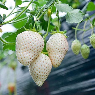 เมล็ดพันธุ์ Strawberry สายพันธุ์ White Jewel 50 เมล็ด เมล็ดพันธุ์นำเข้าจาก ยุโรป