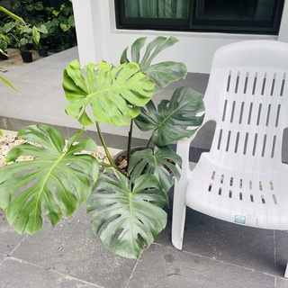 ต้นตามรูป นัดรับเท่านั้น!!! มอนสเตอร่า monstera ไม้ฟอกอากาศ