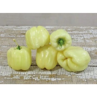 เมล็ดพันธุ์พริกหวานจมูกกระทิงสีขาว อัลบิโน่ บูล โนส  Albino Bullnose Sweet Pepper  เมล็ดพันธุ์ของแท้ นำเข้าจากต่างประเทศ