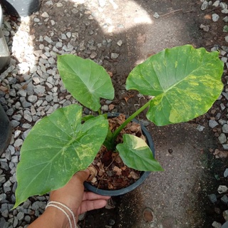 บอนหูช้างด่างเหลือง/Alocasia gageana