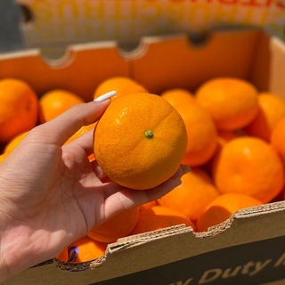 ส้มแมนดาริน ออสเตรเลีย Mandarin Orange (1ลูก) (AUSTRALIA) ~ลดพิเศษ~ อร่อยที่สุด หวานมาก อมเปรี้ยว ส้มออสเตรเลีย