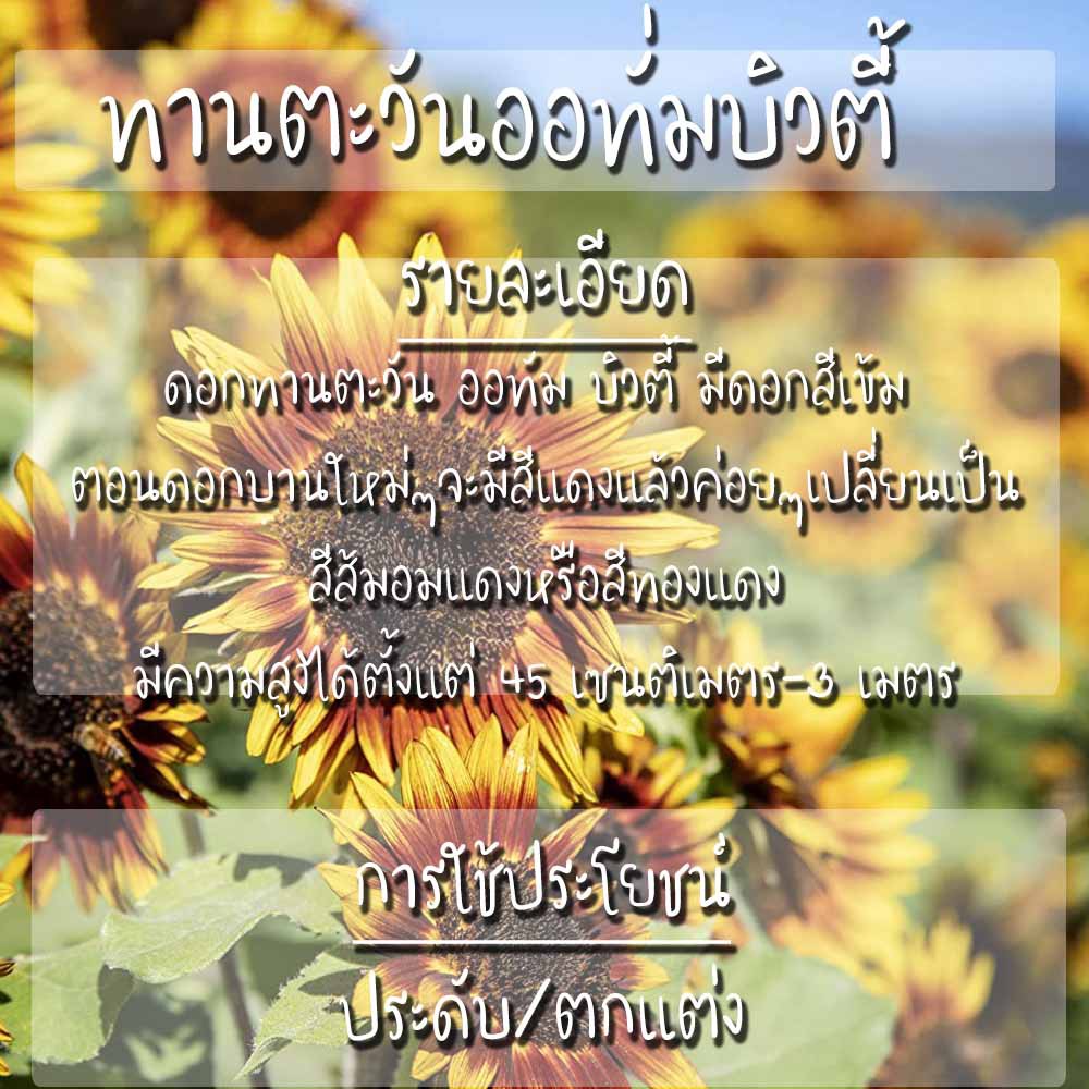 เมล็ดพันธุ์ ทานตะวัน ออทั่มบิวตี้ 25 เมล็ด Autumn Beauty Sunflower เมล็ดพันธุ์แท้100% นำเข้าจากต่างประเทศ ทานตะวัน - รูปที่ 2