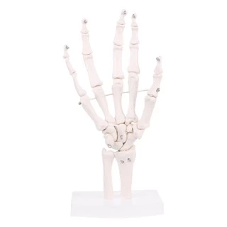 *❤❤Hand Joint Anatomical Skeleton Model Medical Anatomy Study Tool Life Size