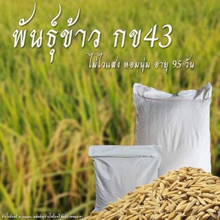 พันธุ์ข้าวกข43ขนาด20กกข้าวไม่ไวแสงปลูกได้ทุกถดู อายุสั้น95วัน