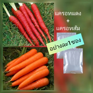 เมล็ดแครอทแดง และส้มอย่าวละ1ซอง เมล็ดพันธุ์ ชุดแพ็คคู่
